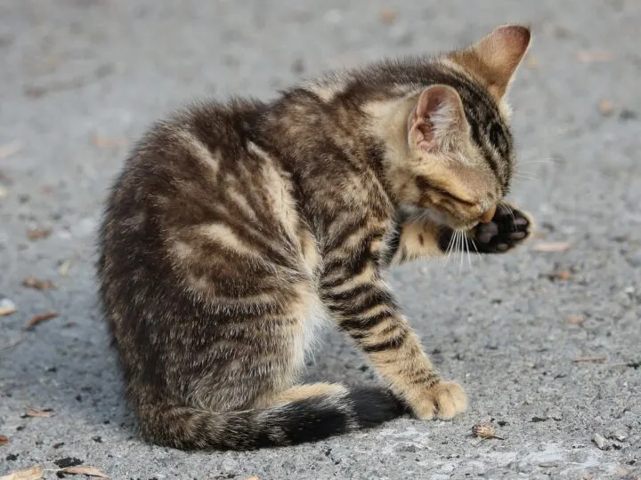 kitten grooming itself