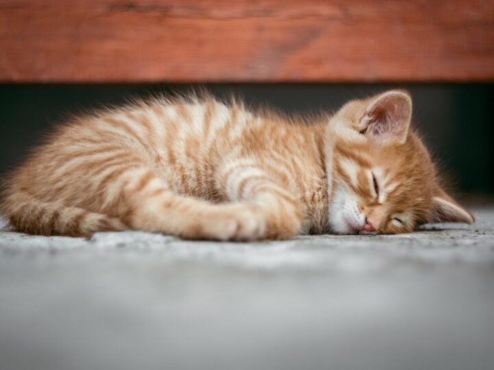 when introducing a kitten to your home you need to provide it a safe place to nap like this orange tabby kitten is doing