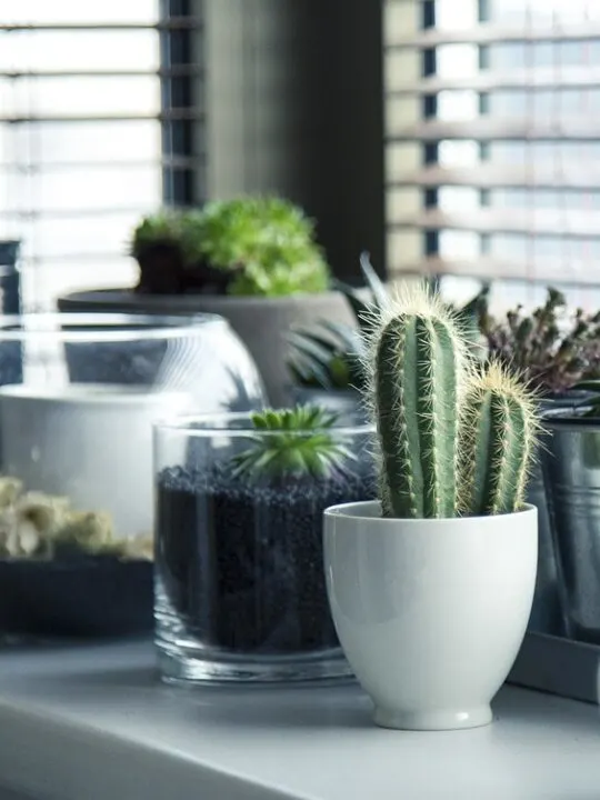 adding plants like these is one of the ways to make your home look more expensive on a budget