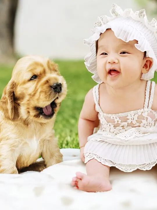 how to introduce your dog to your newborn baby