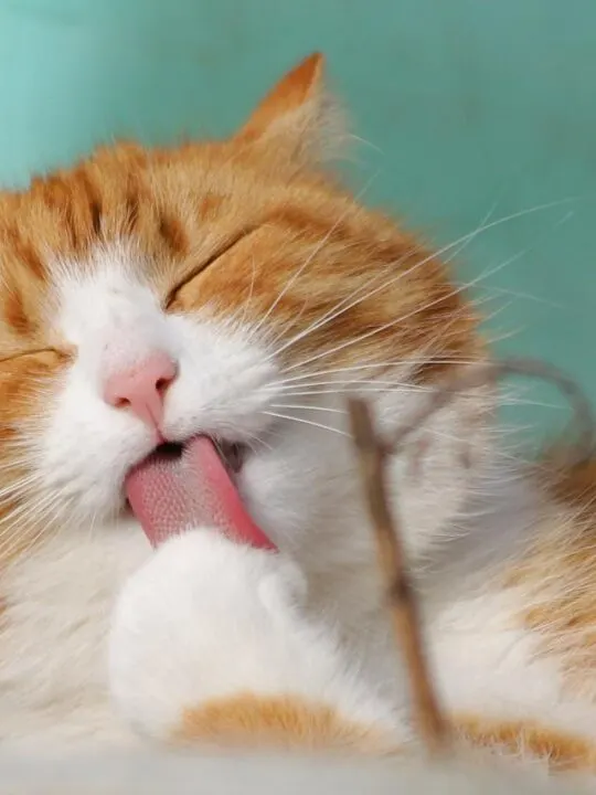 pets like this cat are one of the most common household allergens