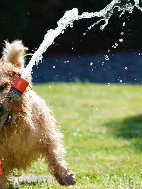 feeding the best food for your small dog keeps them healthy and active like this one playing with the water hose