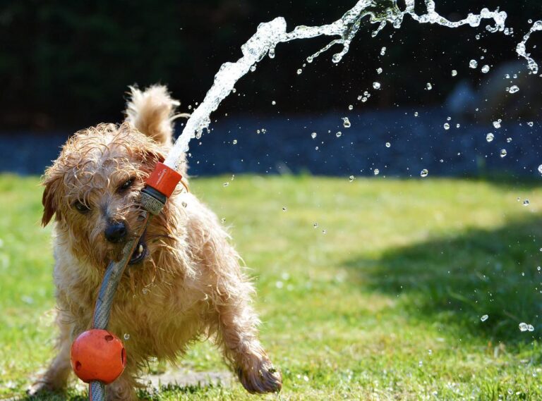 feeding the best food for your small dog keeps them healthy and active like this one playing with the water hose