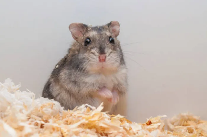 cute pet hamster in shavings