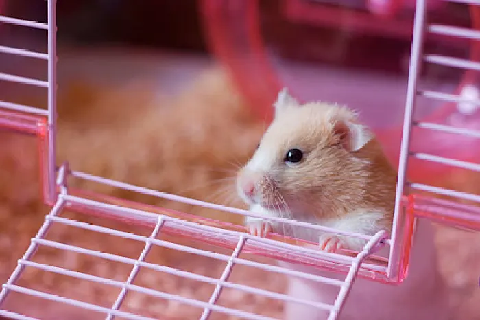 hamster at cage door