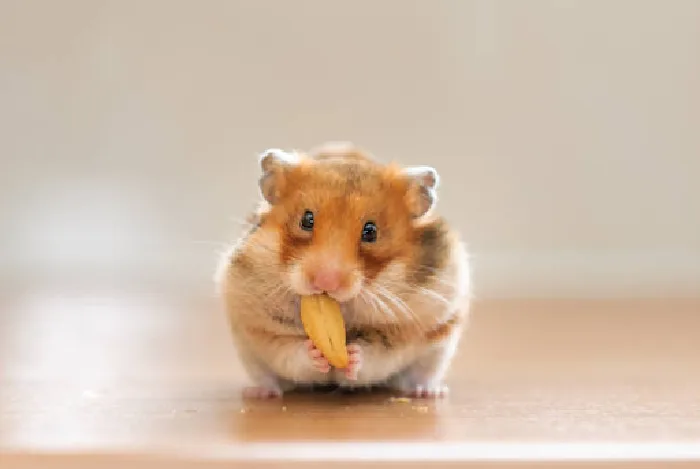 check your hamster's health by how much it eats