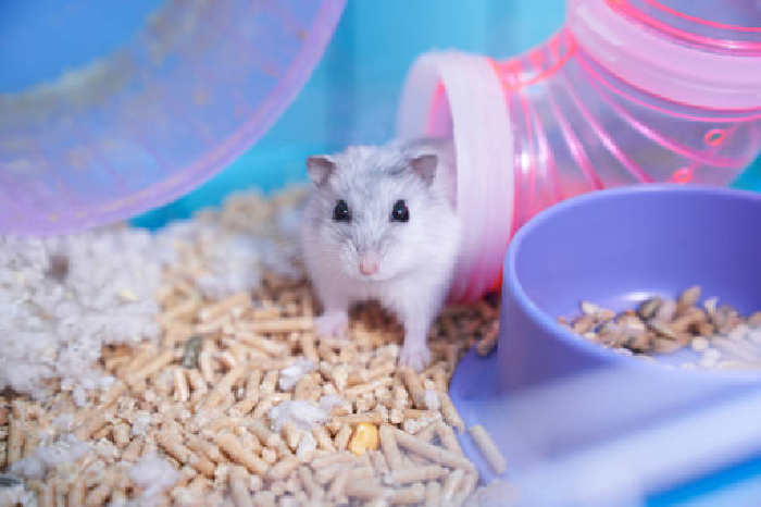 how often your hamster plays like this one is another way to check your hamster's health