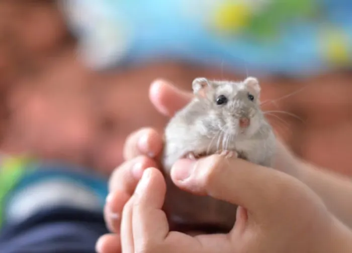 pet hamster being held