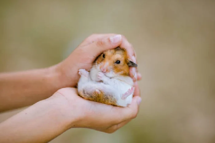 brown and white hamster being held