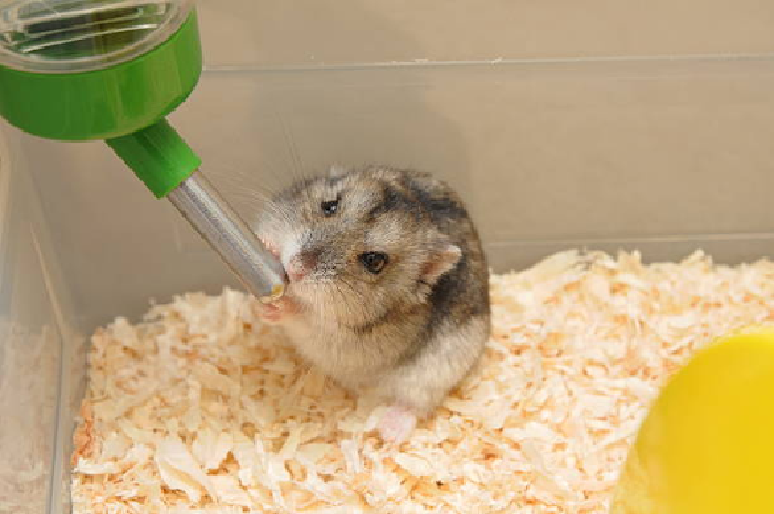 how much water it drinks is another way to check your hamster's health