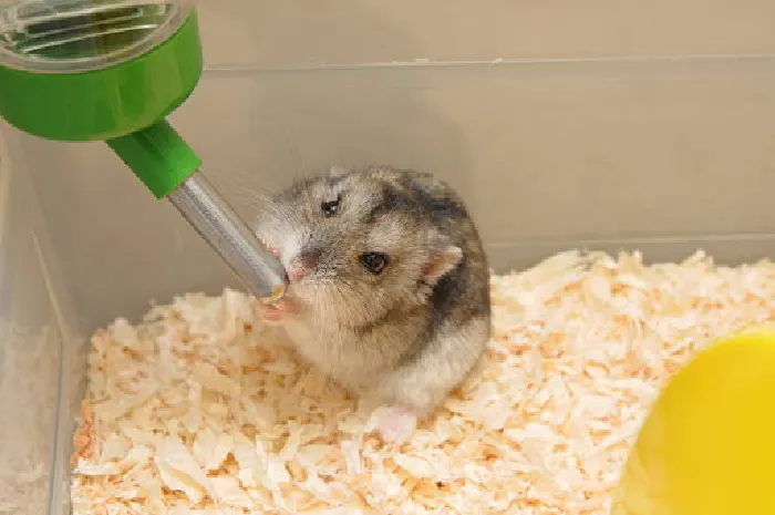 how much water it drinks is another way to check your hamster's health