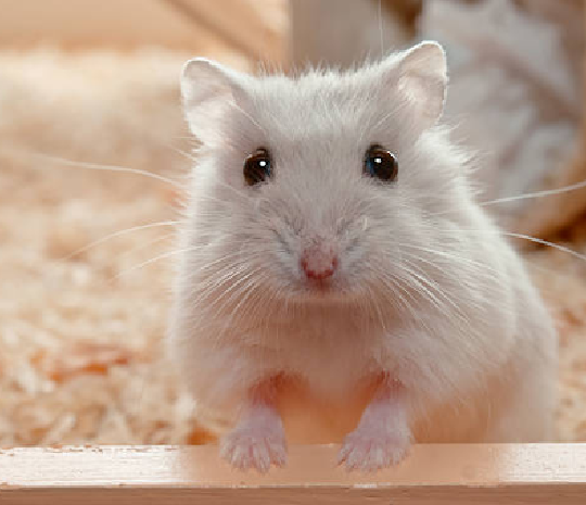close up of white hamster