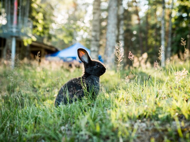 black rabbit in a yard