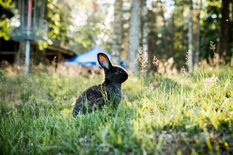 black rabbit in a yard