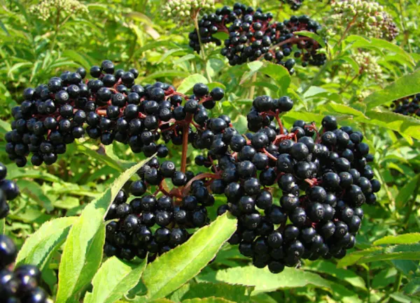 elderberries on elderberry bush