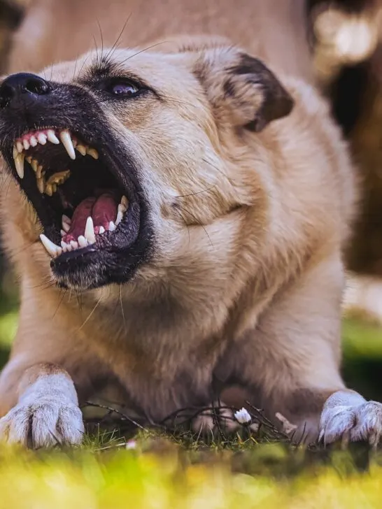 dogh baring his teeth can give lead a dog bite lawsuit