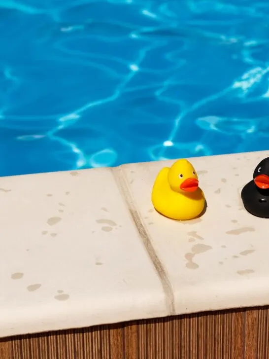 two rubber ducks on side of swimming pool kept up with these Fall pool maintenance tips.
