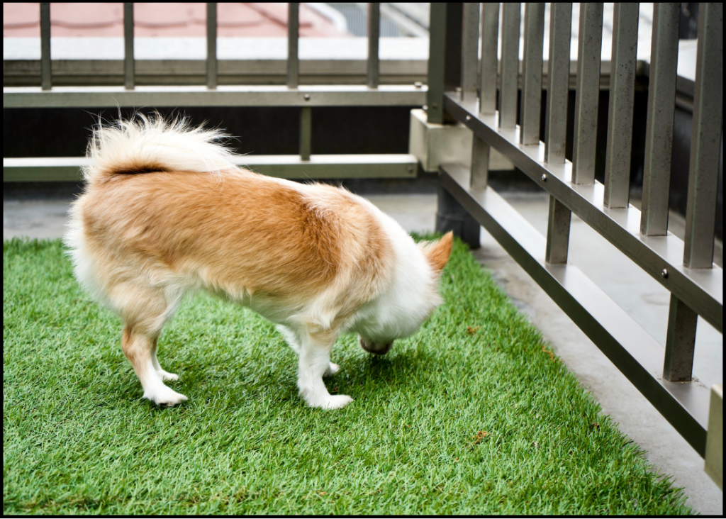 dog sniffing artificial grass for pets