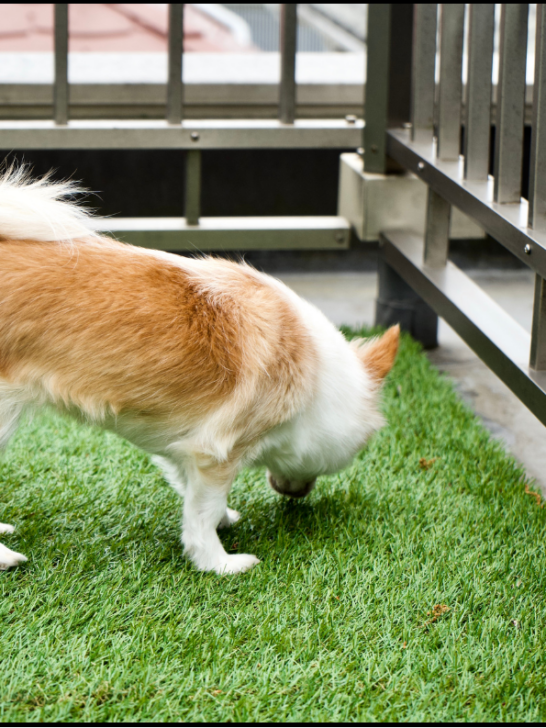dog sniffing artificial grass for pets