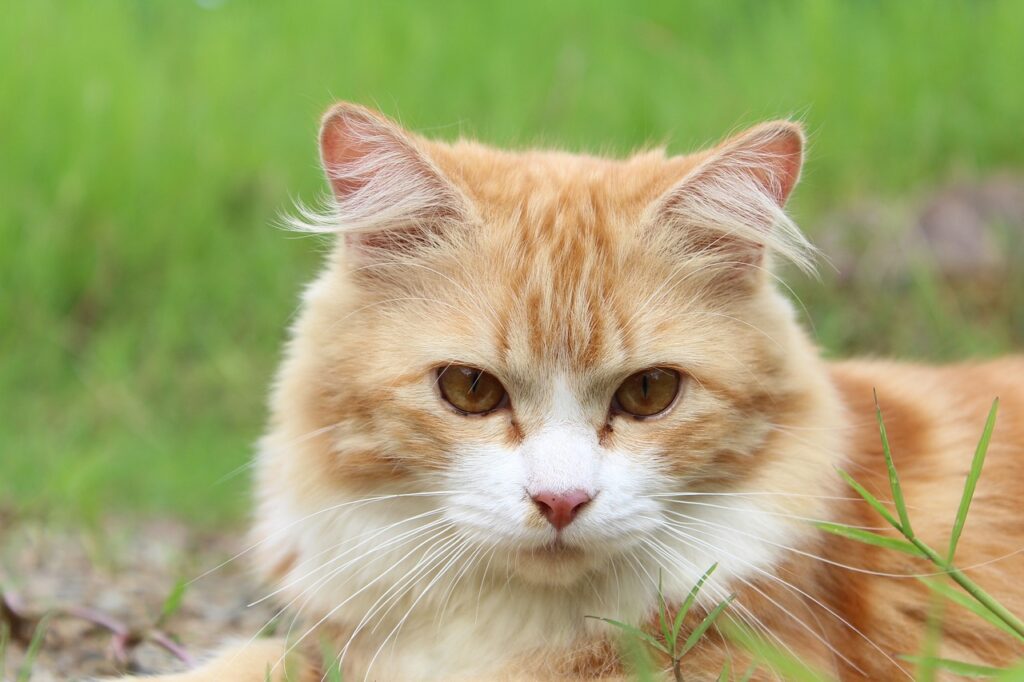 cat laying in the grass