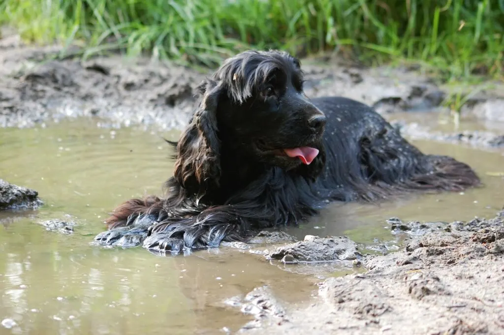 dirty pets like this muddy dog can make it hard to remove pet odors from your home