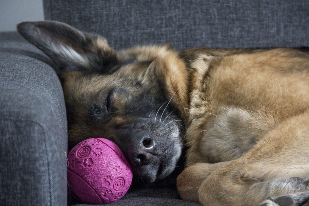 help your new dog feel comfortable by letting him sleep