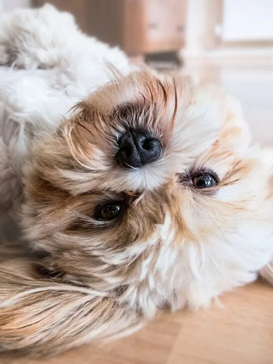 cute puppy laying on its back because it's owner read How to Help Your New Dog Feel Comfortable in Your Home