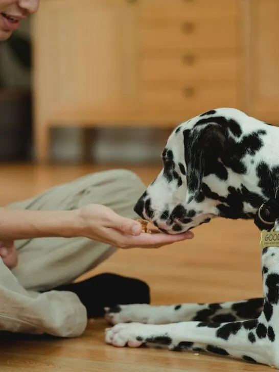 man sitting on ground giving his Dalmation CBD treats for dogs