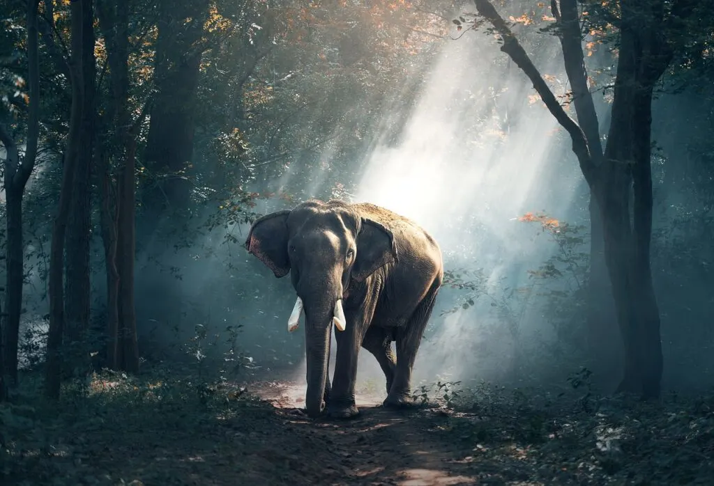 take a trip to Thailand to see elephants like this one at the ChangChill Elephant Sanctuary