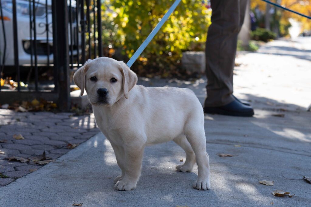 a white puppy being walking on a leash and following dog walking etiquette
