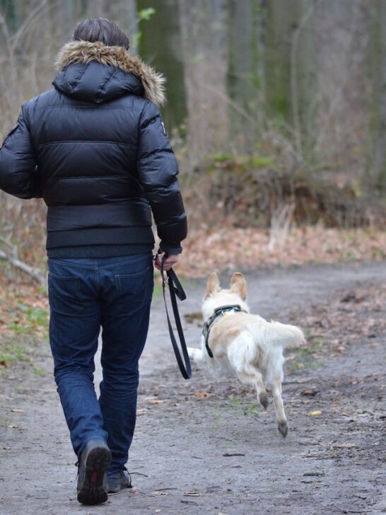 man walking dog using top safety tips for dog walkers