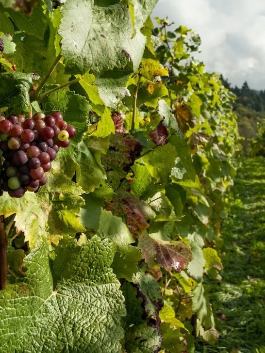grapes growing on the vine in a vineyard in one of the top 8 wine producing countries in the world