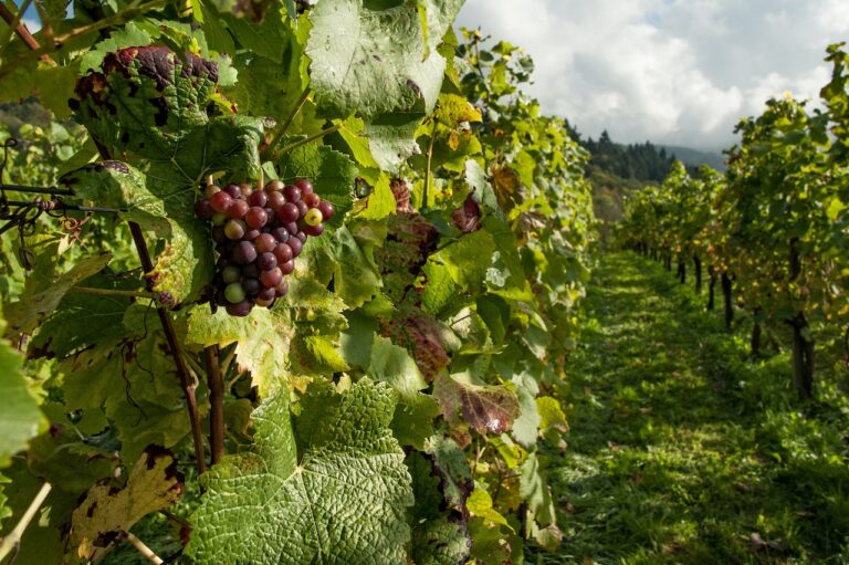 grapes growing on the vine in a vineyard in one of the top 8 wine producing countries in the world