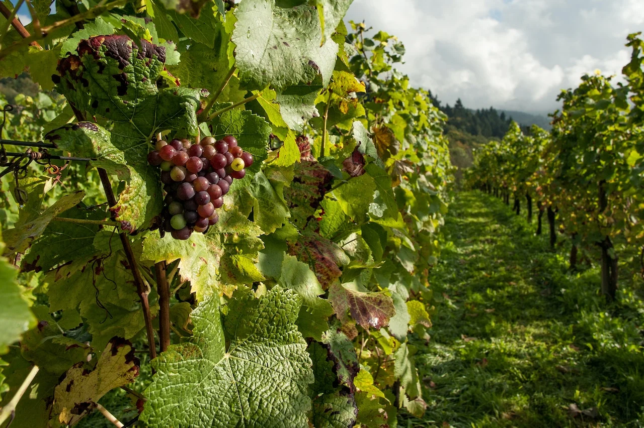 grapes growing on the vine in a vineyard in one of the top 8 wine producing countries in the world