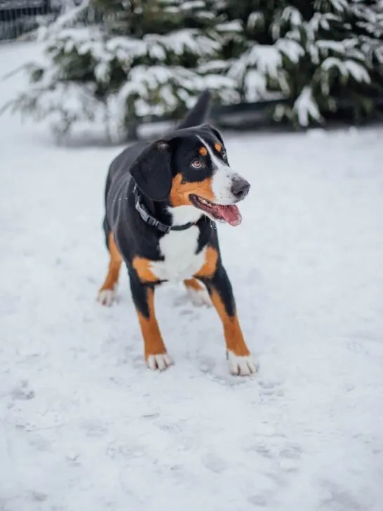 greater swiss mountain dog standing in snow