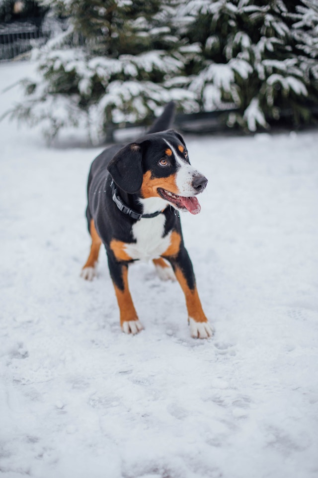 greater swiss mountain dog standing in snow