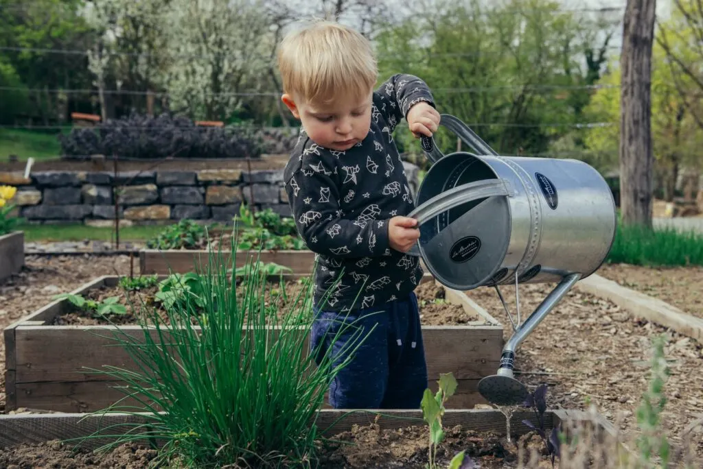 toddler using a watering can to help water plants in a raised garden