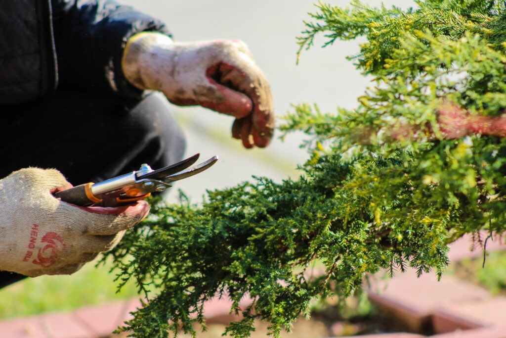 person trimming a plant as part of their low maintenance gardening routine