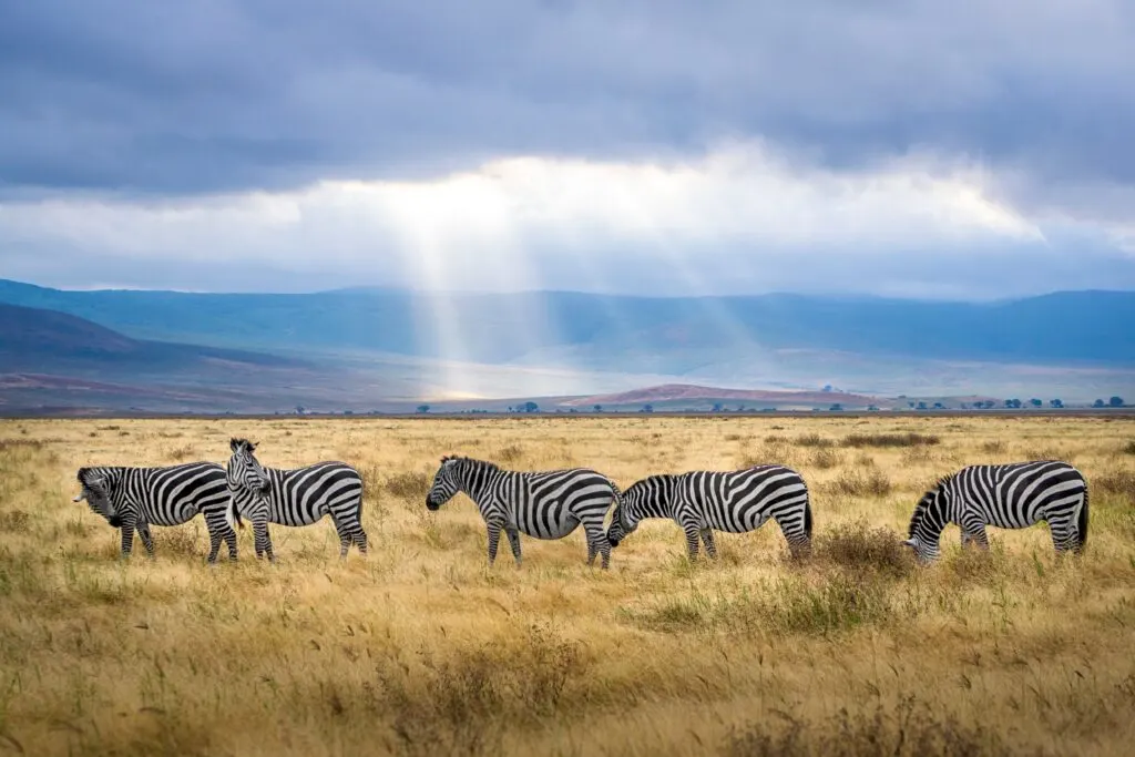 wildlife in Tanzania