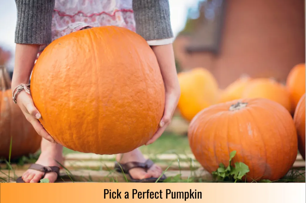 woman picking a pumpkin the first step in learning how to carve a pumpkin 