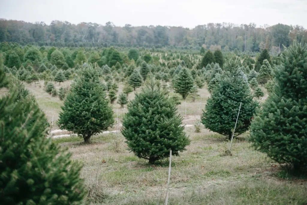 various types of trees in a field on a Christmas tree farm