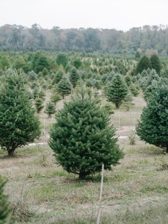 picking the perfect christmas tree from this christmas tree farm