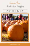 people walking through a pumpkin patch looking for how to pick the perfect pumpkin
