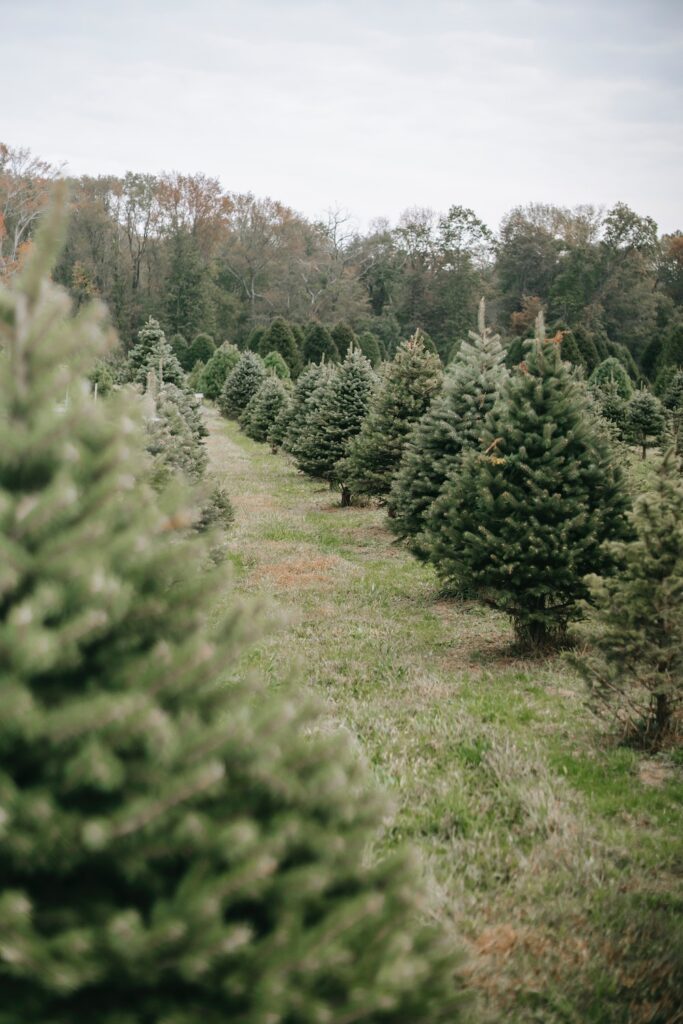 row of trees at a Christmas tree farm