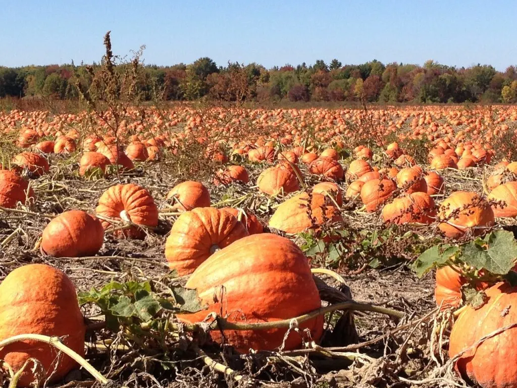 a filed full of pumpkins