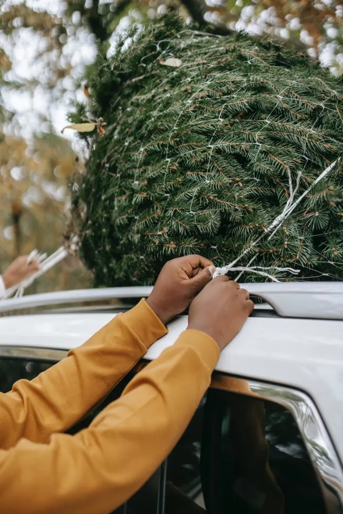 After choosing the perfect Christmas tree, this man is tying it to the top of his car to take it home