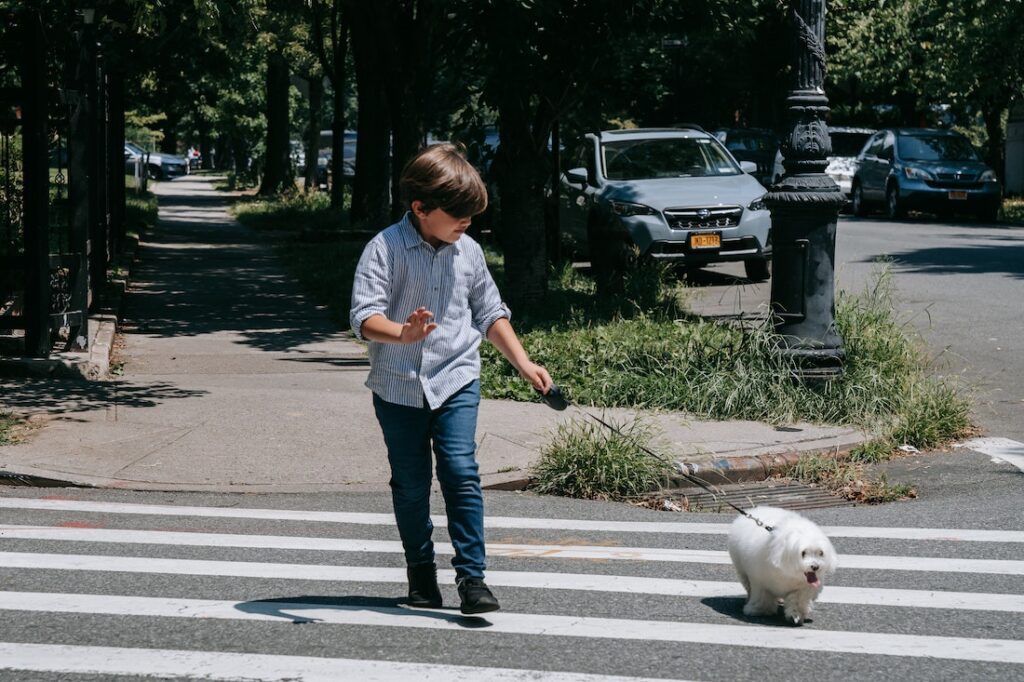 A young boy using the crosswalk to walk his dog across the street. One of the key road safety tips for kids parents should teach.