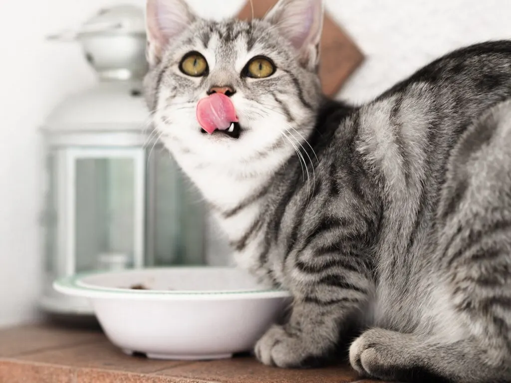 silver tabby looking up from its bowl of food licking its mouth