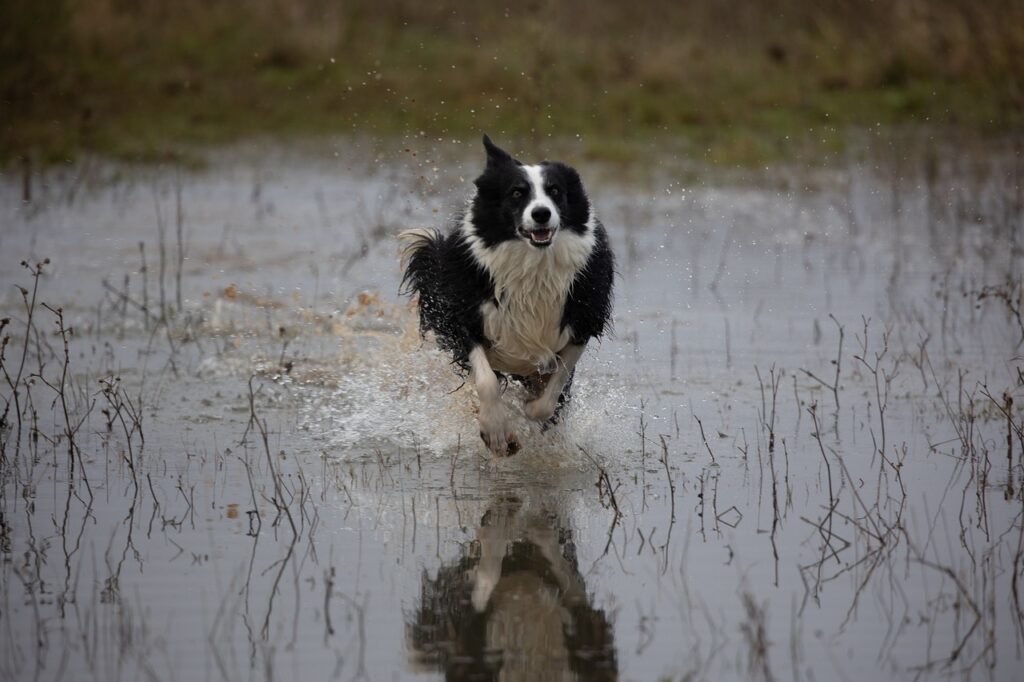 A Border Collie running through muddy water. Use these tips on how to keep your dog under control to prevent this from happening.
