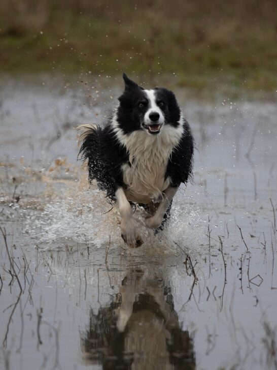 A Border Collie running through muddy water. Use these tips on how to keep your dog under control to prevent this from happening.